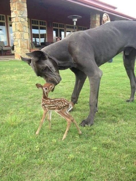 Great Dane and a fawn Dane Puppies, Dream Dog, Animals Friendship, Dog Videos, Sweet Animals, Animal Photo, Great Dane, Doberman, Big Dogs