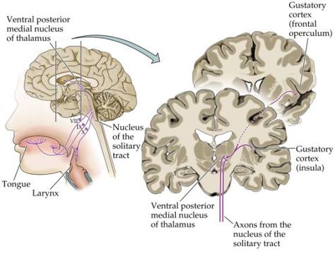 Gustatory pathway Gi System Anatomy, Brain Structure Diagram, Diagram Of Excretory System, Juxtaglomerular Apparatus, Sensory System, Limbic System, Cranial Nerves, Internal Medicine, Neurology