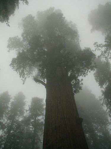 Sequoia National Park Magic Nature, Redwood Trees, Sequoia Tree, Tree Magic, Redwood Tree, Vacation Goals, Type Shi, Redwood Forest, Sequoia National Park