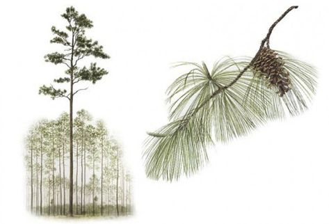 Slash pine - native to Pensacola Long Leaf Pine, Longleaf Pine, Bbq Festival, Southern Pine, Sugar Maple, Plant Identification, File Image, Kiln Dried Wood, Pine Forest