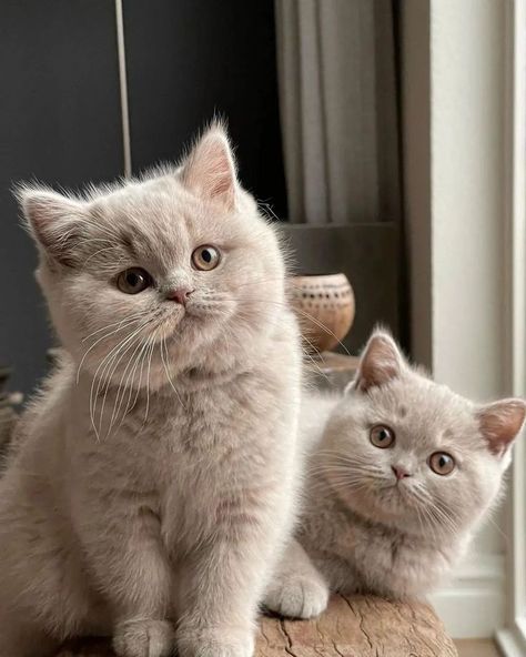 British shorthair cat American Shorthair Kitten, American Shorthair Cat, British Shorthair Kittens, Short Hair Cats, British Shorthair Cats, American Shorthair, Gorgeous Cats, Cute Cats Photos, Cat Club