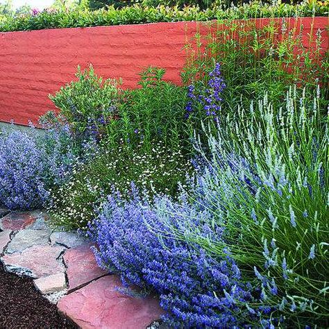 Sunny border for three seasons Garden Border, Plants Growing, Blue Garden, Backyard Fences, Garden Borders, Garden Fencing, Gorgeous Gardens, Garden Fence, Jeju