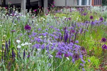 Knautia arvensis, Lychnis coronaria 'Alba', Salvia nemorosa 'Caradonna', Allium hollandicum 'Purple Sensation', Sesleria nitida Sesleria Nitida, Allium Hollandicum, Salvia Caradonna, Lychnis Coronaria, Salvia Nemorosa, Garden Images, Purple, Green