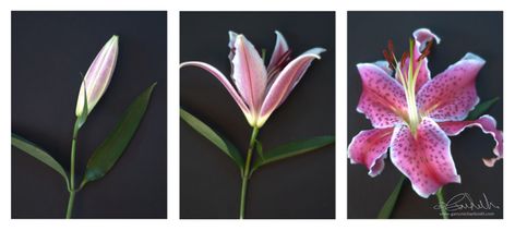 Garry Smith - Lily Triptych Triptych Photography, Paintings Wall Decor, Triptych Painting, Nature Paint, 3 Panel Wall Art, Photography Examples, Triptych Art, Home Nature, Paintings Wall