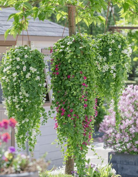 Lofos Compact Pink | The Lophospermum for creating hanging baskets Plant Propagation, Low Maintenance Plants, Window Boxes, Propagating Plants, Climbing Plants, All About Plants, Shades Of White, Hanging Planters, Hanging Baskets