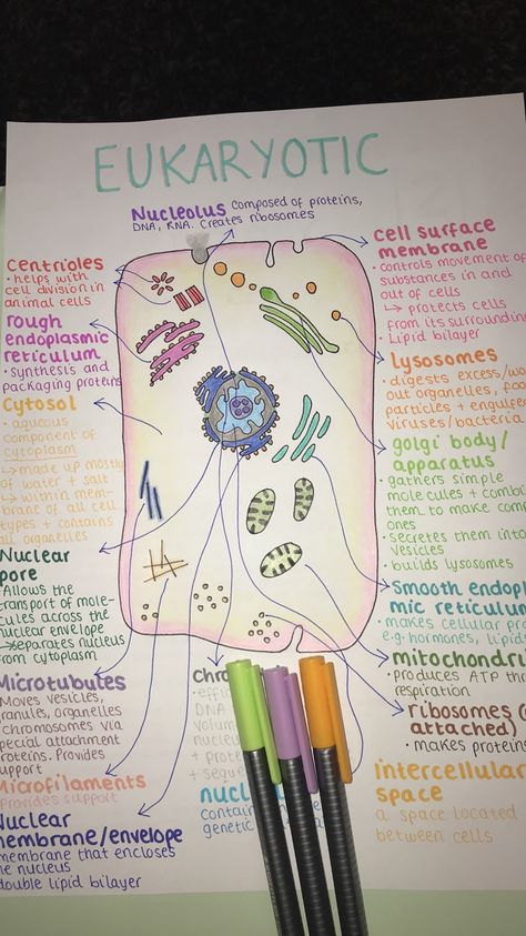 Eukaryotic cell I drew for A Level Biology revision Cell Organisation Revision, Medical Biology Aesthetic, A Level Biology Lipids, Cell The Unit Of Life Mind Map, A Level Biology Cell Structure Notes, As Level Biology, Cell Biology Notes Aesthetic, Cell Aesthetic Biology, Eukaryotic Cell Notes