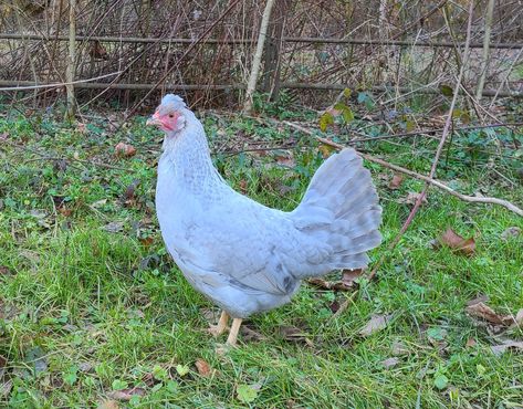 Pearl Legbar – The Pasture Farms Legbar Chickens, Cream Legbar Chickens, Cream Legbar, Egg Laying Hens, Laying Hens, Blue Eggs, Egg Laying, All About Animals, Lavender Color