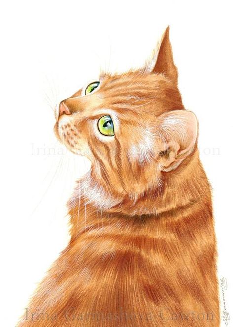 Orange Cat, Colored Pencil, Pencil Drawing, Colored Pencils, Ginger, Pencil, Orange, Coloured Pencils