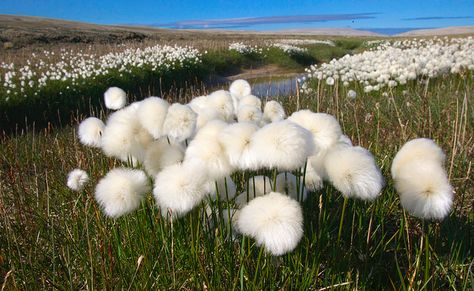 Eriophorum callitrix, commonly known as Arctic cotton, is a perennial Arctic plant in the Cyperaceae family. It is one of the most widespread flowing plants in the northern hemisphere and tundra regions. Upon every stem grows a single round, white and wooly fruit. Important food source for migrating snow geese and caribou. Arctic Flowers, San Pedro Cacti, Rainbow Eucalyptus, Eastern Redbud, Ornamental Cabbage, Weird Plants, Photography Book, Unusual Plants, Biome