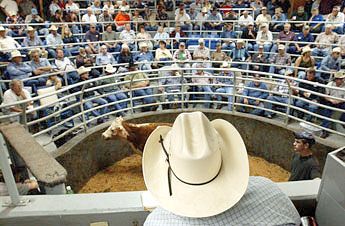 cattle auction webster farmer's market tuesdays Livestock Auction, Farmer's Market, Country Style, Cow, Auction, Wardrobe, Quick Saves