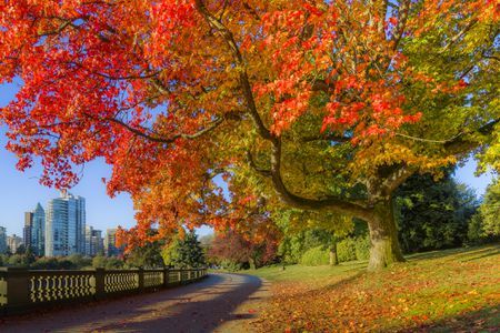 Canada Autumn, Fall Foliage Map, Canada Fall, Leaf Peeping, New England Fall, Visit Canada, Vancouver British Columbia, Autumn Scenery, Sea Wall