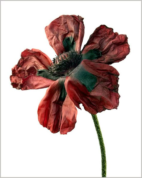 Albertine Rose, Decaying Flowers, Decay Art, Wilted Flowers, Growth And Decay, Dark Floral, Natural Forms, Poppy Flower, Red Flower