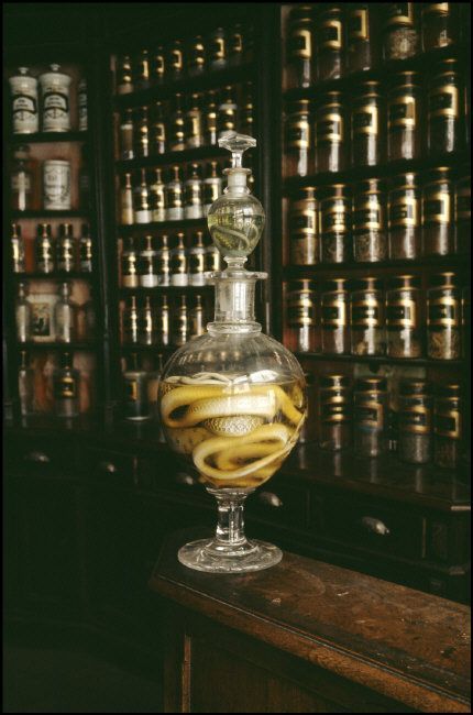 Wet Specimen Taxidermy, Dead Animals, Wet Specimen, Vulture Culture, By Any Means Necessary, Diagon Alley, Curiosity Shop, Cabinet Of Curiosities, The Jar