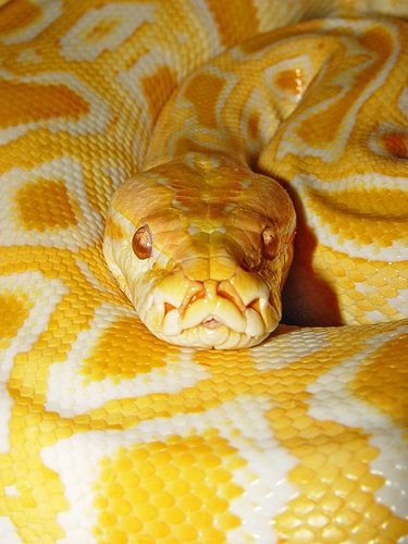 Burmese Python - Named 'Sebastian' Burmese Python, Cool Snakes, Pretty Snakes, Yellow Snake, Yellow Animals, Cute Snake, Cute Reptiles, Beautiful Snakes, Pet Snake