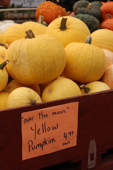 Yellow Pumpkin, Pumpkin Blaze, Planting Pumpkin Seeds, Pumpkin Varieties, Planting Pumpkins, Squash Varieties, Fall Pumpkin Decor, Pumpkin Seed Recipes, Pumpkin Squash