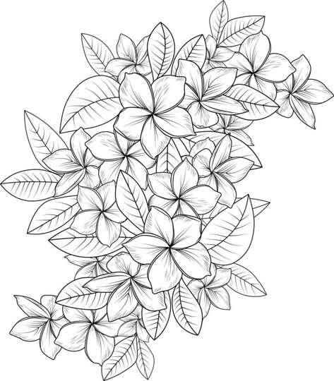 Frangipani vector art, Sketch of outline plumeria flower coloring book hand drawn vector illustration artistically engraved ink art blossom narcissus flowers isolated on white background clip art. Frangipani Flower Drawing, Frangipani Drawing, Mural Fence, Botanical Doodles, Girls Bedroom Mural, Narcissus Flowers, Dry Point, City Flowers, Narcissus Flower