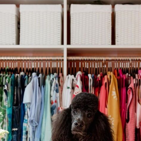 Melissa Smrekar on Instagram: "Imagine being this glamorous 💅🏼 Thank you @minettehand for perfectly capturing Tippi (in Miu Miu, lol) in my @flatvernacular swathed dressing room" Melissa Smrekar, Dressing Room, Miu Miu, Thank You, On Instagram, Instagram