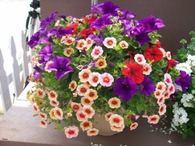 This combo contains 'Noa Orange Eye' calibrachoa, 'Glow Red' petunia and 'Glow Amethyst' petunia.  © 2010 Petunias, Confetti, Make It Simple, Floral Wreath, Amethyst, Orange, Plants, Red, Home Decor