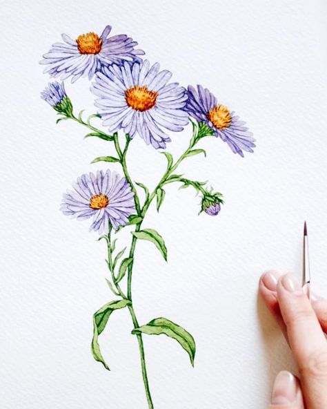 It's September! Aster is September's birth month flower 💜 . . #aster #asterflower #watercolorbotanical #watercolorflowers #flowerpaintingclub #floraldesign Books Packaging, September Aster, Watercolor Botanicals, Plant Drawings, Packaging Stationery, Illustration Process, Aster Flower, Birth Month Flower, Plant Drawing