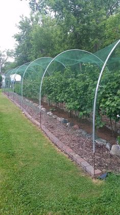 Blueberry Gardening, Plantarea Legumelor, Orchard Garden, Berry Garden, Garden Netting, Veg Garden, Garden Yard Ideas, Vegetable Garden Design, Fruit Garden