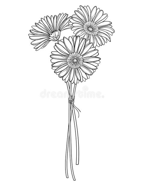 Gerbera Daisy Bouquet Tattoo, Daisy Flower Bouquet Drawing, 3 Gerberas Drawing Closer, Gerberas Drawing, Gerbera Daisy Drawing, Gerbera Flower Drawing, Gerbera Daisy Tattoo, Linear Garden, Bunch Of Flowers Drawing