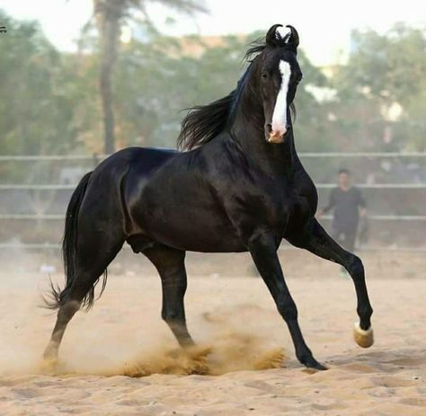 Marwadi Horse, Alpha Wallpaper, Crabbet Arabian, Black Stallion Horse, Coat Inspiration, Stallion Horse, Marwari Horses, Indian Horses, Horse Reference