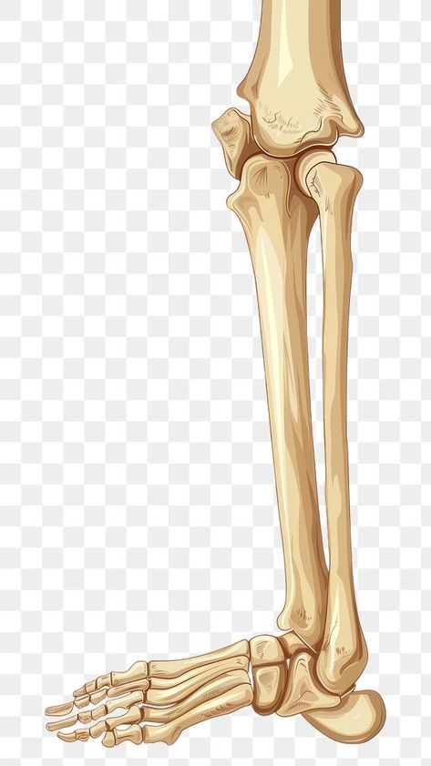 Leg Bones Drawing, Leg Bones Anatomy, Bones Reference, Leg Skeleton, Bone Flute, Leg Anatomy, Anatomy Images, Anatomy Bones, Leg Bones