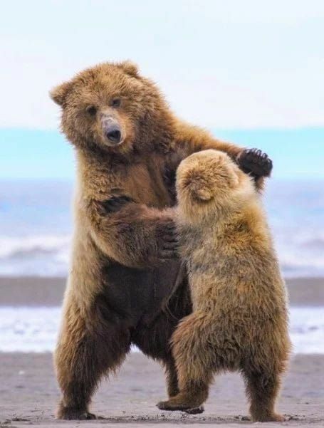 Grizzly Bear Kingdom  ·   Teaching Junior to dance😉 Photographer unknown https://www.facebook.com/savegrizzlybears/photos/a.897888806991234/2039777646135672/?type=3&theater Bears Dancing, Animals Dancing, Bear Dancing, Baby Panda Bears, Brown Bears, Bear Photos, Dancing Bears, Favorite Animals, Arizona Usa