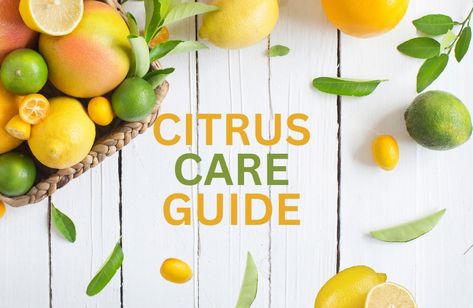 Citrus Trees Landscape, Backyard Australia, Trees Backyard, Growing Citrus, Gardening Australia, Garden Notes, Citrus Tree, Scale Insects, Valencia Orange