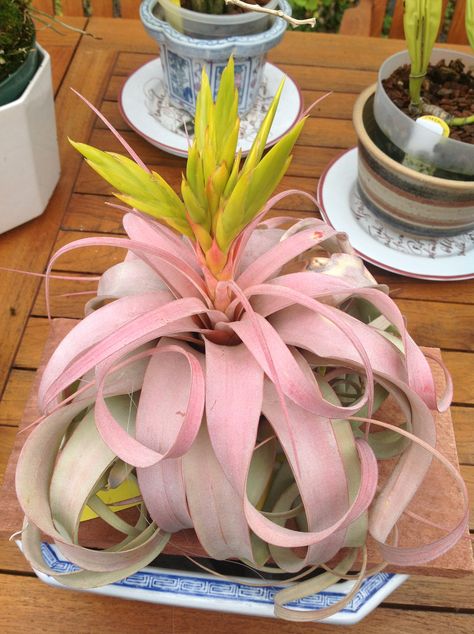 Tillandsia xerographica Tillandsia Ideas, Tillandsia Xerographica, Tillandsia Caput Medusae, Xerographica Air Plant, Ionantha Air Plant, Air Plants Decor, Air Plants Care, Weird Plants, Tillandsia Air Plant