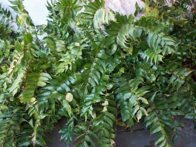 Japanese Holly Fern, Canna Lily Care, Dog Safe Plants, Holly Fern, Fern Care, Lily Care, Ferns Care, Canna Lily, Shade Flowers