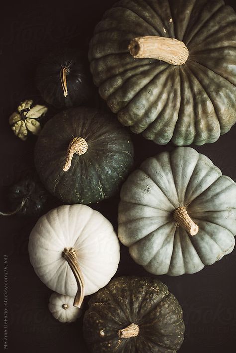 Beautiful neutral rustic colored pumpkins freshly picked from a pumpkin farm on a black background Pumpkins And Gourds, Pumpkin Wallpaper, Thanksgiving Wallpaper, Rustic Pumpkin, Pumpkin Farm, Fall Background, Green Pumpkin, Fall Feels, Jolie Photo