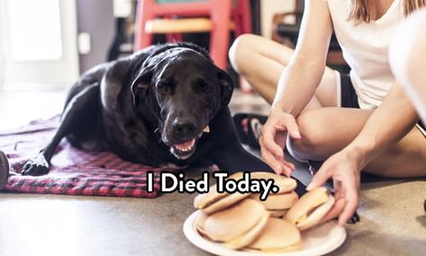 50,429 points • 4,226 comments - This Dog’s Final Day Proves: We Should Live Every Day Like It’s Our Last - 9GAG has the best funny pics, gifs, videos, gaming, anime, manga, movie, tv, cosplay, sport, food, memes, cute, fail, wtf photos on the internet! Dog Last Day, Last Day On Earth, Earth Pictures, Touching Stories, Make You Cry, Beloved Dog, Black Lab, Beautiful Stories, Pet Loss