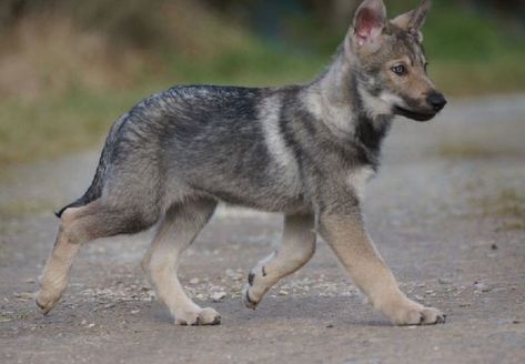 Canine Reference, Wolf Puppies, Wolf Reference, Dire Wolves, Twd Aesthetic, Wolf Pups, Wolf Poses, Wolf Photography, Wolf Pup