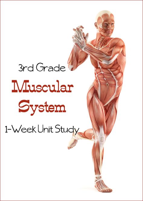 Third grade muscular system unit study - can be adapted.  We aren’t getting into the scientific names of the muscles, but are learning what they do for the body. Muscular System Worksheet, Muscular System Project, Homeschool Tracker, Muscle Activities, Muscular System For Kids, Human Body Unit Study, The Muscular System, Study Video, System Unit