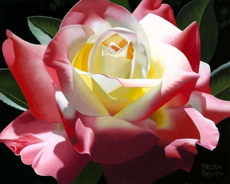 Brian Davis Brian Davis, Floral Image, Flower Photos, Fine Art Gallery, Love Flowers, Over 60, 그림 그리기, Beautiful Roses, Pretty Flowers