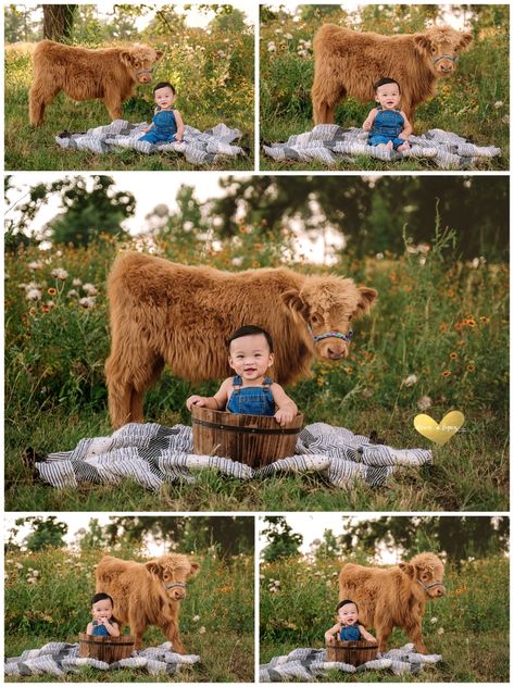 Cow Birthday Pictures, First Birthday Cow Pictures, One Year Old Cow Photoshoot, Highland Cow Newborn Pictures, Cow 1st Birthday Photoshoot, Highland Cow Cake Smash, Mini Highland Cow Photoshoot, Farm Birthday Photo Shoot, Highland Cow Mini Session