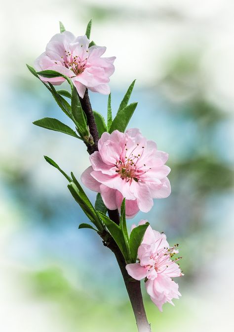 Flora Flowers, Homestead Gardens, Spring Background, Blossom Tattoo, Spring Wallpaper, Peach Blossoms, Spring Blossom, Plum Blossom, Delphinium