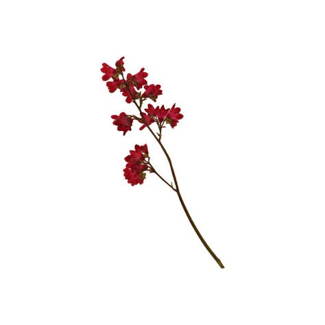 Pressed Flower Stalks -- Nature's Pressed Quality Pressed Flower... (€3,64) ❤ liked on Polyvore featuring home, home decor, floral decor, fillers, fillers - red, plants, flowers, red wedding invitations, red home accessories and flower home decor Red Home Accessories, Red Wedding Invitations, Flower Home Decor, Red Plants, Red Home Decor, Flower Stem, Flowers Red, Plants Flowers, Flowers Plants