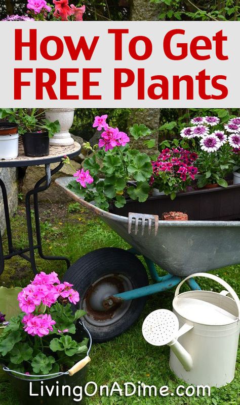 Self Seeding Plants, Free Plants How To Get, How To Get Free Plants, Free Planters, Cheap Garden Ideas, Cheap Gardening, Rooting Plants, Propagation Tips, Herb Container