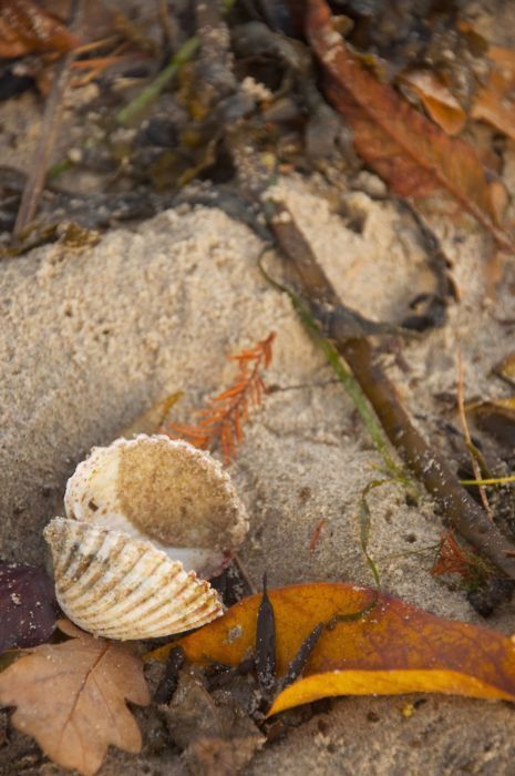 . Fall Beach Food, Beachside Cottage, Autumn Beach, Coastal Fall, Fall Beach, Seasonal Living, Martha’s Vineyard, Autumn Colours, Soft Autumn