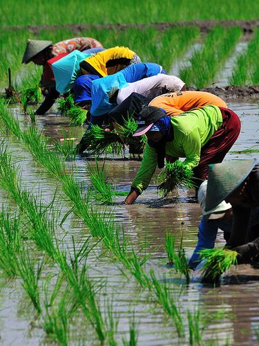 Agriculture Pictures, Rice Farming, Agriculture Photography, Indonesia Tourism, Paddy Field, Agricultural Development, Bali Lombok, Rice Field, Village Photography