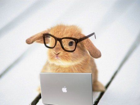 hipster bunny Mini Lop Bunnies, Bunny With Glasses, Somebunny Loves You, Bunny Pictures, Pet Bunny, Silly Girls, Super Cute Animals, Funny Bunnies, Adorable Animals