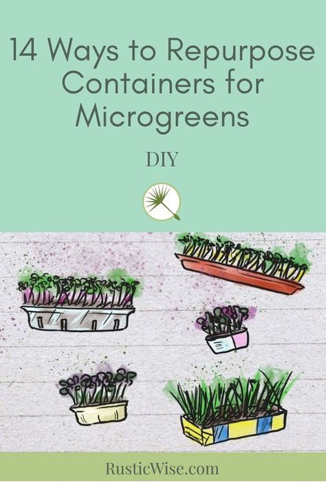 How To Grow Micro Greens At Home, Microgreen Container Ideas, Diy Microgreens At Home, Microgreens Growing Indoor Setup, Diy Sprouting Trays, Growing Microgreens At Home, Diy Micro Greens, Diy Microgreens Tray, How To Grow Microgreens At Home