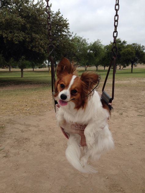 Papillion Dog Aesthetic, Papillon Dog Aesthetic, Papillon Dogs, Dog Aesthetic, Papillon Dog, Tiny Dogs, Wolf Pack, Cuteness Overload, Dog Life