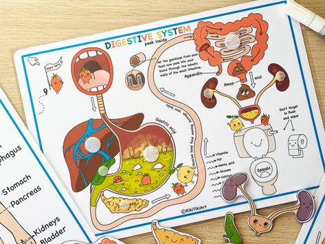 "Human digestive system anatomy activity. This pack will help your kids to learn the basic anatomy of the digestive system. Use these homeschooling materials to increase interaction with children in homeschool learning. This pack includes 4 different files with the course materials. THIS IS A DIGITAL DOWNLOAD, NO PRINTED MATERIALS ARE INCLUDED! 🔸WHAT WILL YOU RECEIVE🔸 After your payment, you will receive instant downloading access to the purchased files which contains 4 PDF pages. You will rec Digestive System Board Game, Homeschool Curriculum Preschool, Digestive System Project, Anatomy For Kids, Printable Toddler Activities, Digestive System For Kids, Digestive System Anatomy, Homeschooling Materials, Curriculum Preschool