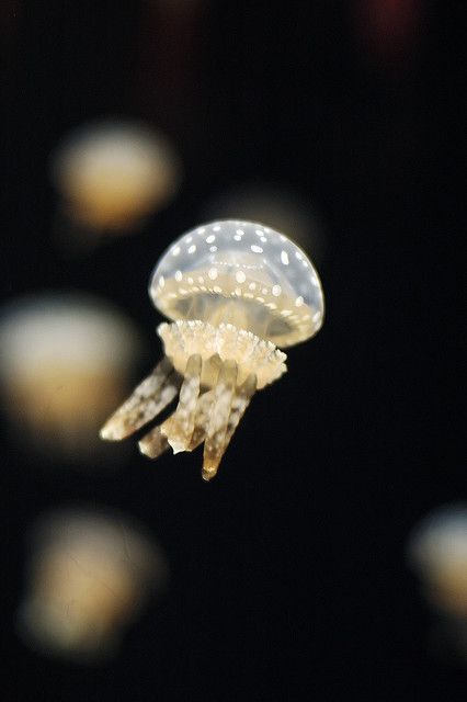 Jellyfish at the Monterey Bay Aquarium Sea Jellies, Princess Jellyfish, Monterey Bay Aquarium, Deep Sea Creatures, Ocean Treasures, Beautiful Sea Creatures, Underwater Creatures, Jelly Fish, Water Life