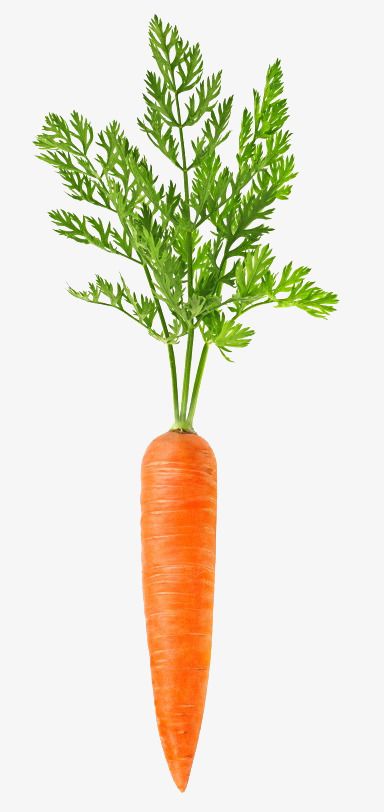 Carrot Reference Photo, Carrots Aesthetic, Cake Recipes Carrot, Carrot Image, Carrot Picture, Carrot Aesthetic, Carrot Photo, Carrot Photography, Carrot Dog Treats