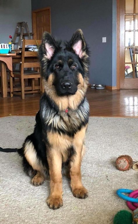 German Sheperd Dogs, Dog Movies, German Shepherd Puppy, Dog German, Black German Shepherd, Shepherd Puppy, German Shepherd Dog, Cute Dogs And Puppies, Shepherd Puppies