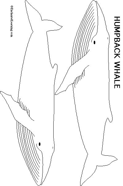 Humpback Whale Print-out - Enchanted Learning Humpback Whale Craft, Whale Template, Whale Outline, Whale Mobile, Whale Crafts, Whale Drawing, Mobile Craft, Whale Pattern, Whale Design